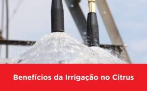 Leia mais sobre o artigo Benefícios da Irrigação no Citrus